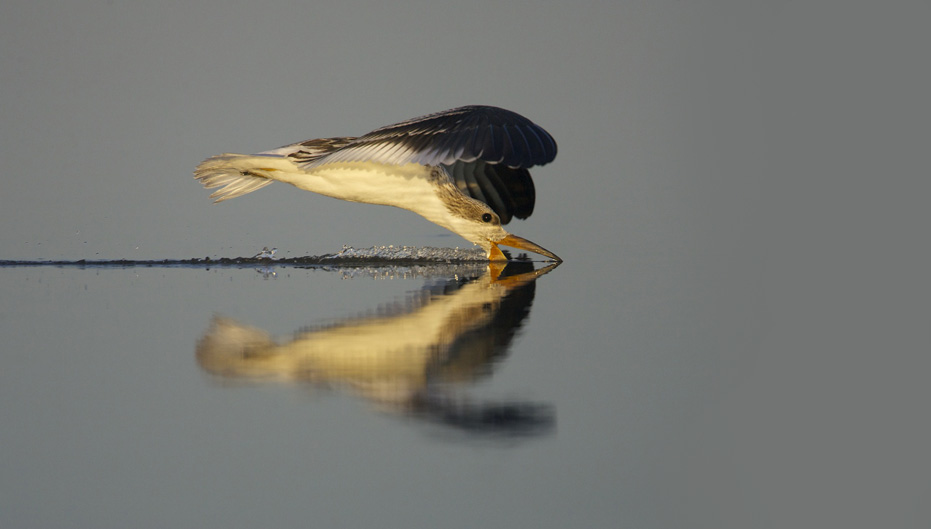 BLACK SKIMMER